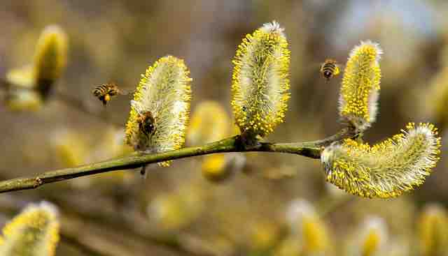 Pollen Counts on the Rise: How Climate Change and Wetter Winters are Making Allergies Worse