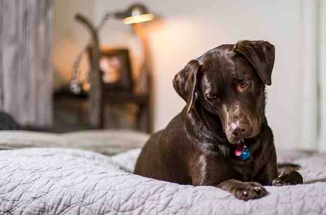 Minnesota Issues New Guidelines for Dog Owners Amidst Surge in Canine Influenza Cases