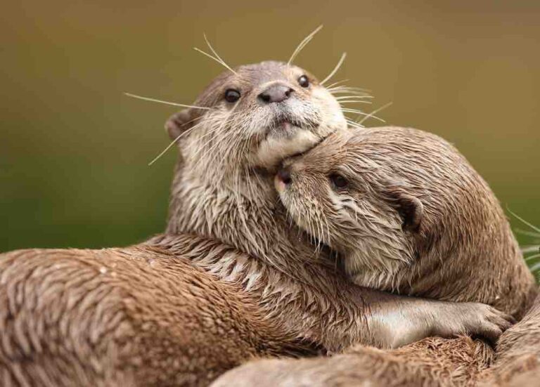 Wildlife Park Welcomes Rare Miracle: Giant Otter Triplets Born in Captivity