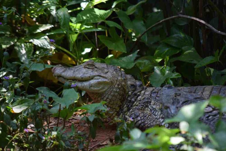 Florida RV park horror: Man loses lower leg in brutal alligator attack