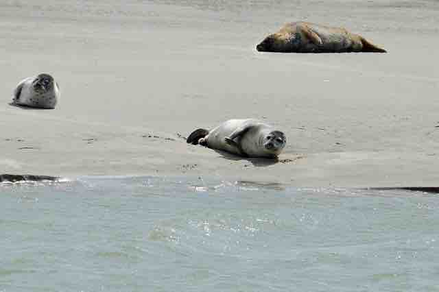 Unbelievable: The Unique Underwater Sleeping Habits of Elephant Seals