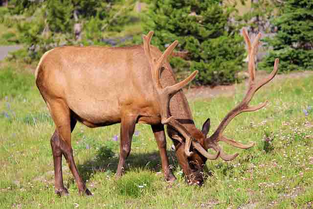 Uninvited Guest: Moose Makes Surprise Appearance at Movie Theater