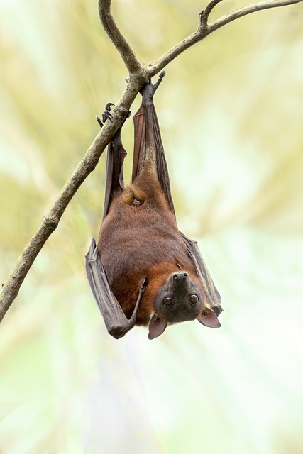 Threatened Bat Habitats: Unveiling Pandemic Risks