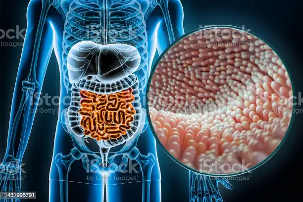 How Gut Microbiome Disruption Affects Energy Metabolism in Depression: A New Study Explores