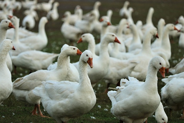 Breakthrough Discovery: Scientists Uncover Key Human Gene with Powerful Bird Flu Virus Defense