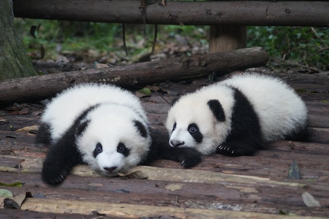 South Korean Zoo Welcomes Adorable Giant Panda Twins – A Rare Delight