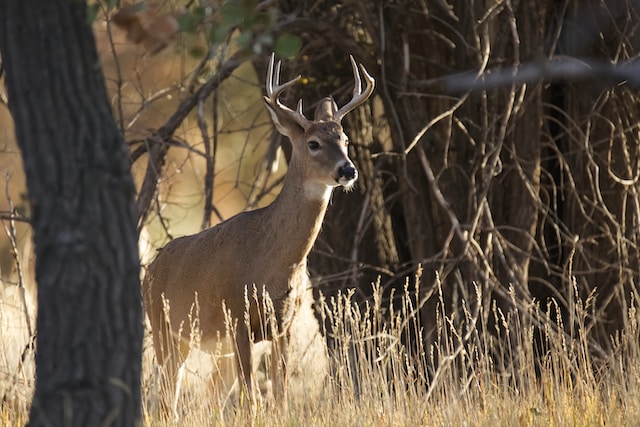 COVID-19 Virus Rapidly Evolving in Ohio Deer: Implications and Insights