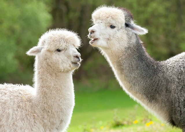 Good Samaritan Helps Baby Alpaca Find Its Home