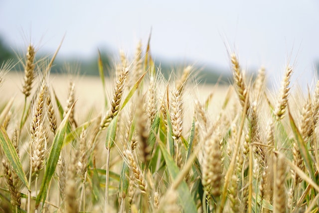 Navigating the Black Sea Wheat War: A Closer Look at the Grain Deal Sideshow