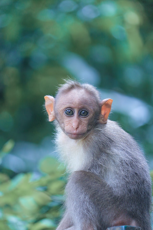 Wild Monkey Sightings: A Week-Long Roaming Adventure in a Florida City