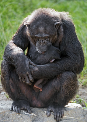 Heartwarming Reunion: Mother Chimp Reunited with Baby After a Night Apart