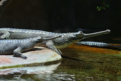 Texas Zoo Hatches 4 Critically Endangered Gharial Crocodiles: A Remarkable Conservation Milestone