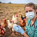 Outbreak of H5N1 Bird Flu Strain on Cornish Farm: What You Need to Know